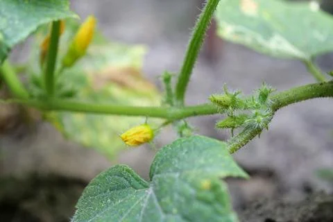 Beginning of cucumber fruit growth. Cucumbers grow in garden bed 写真素材