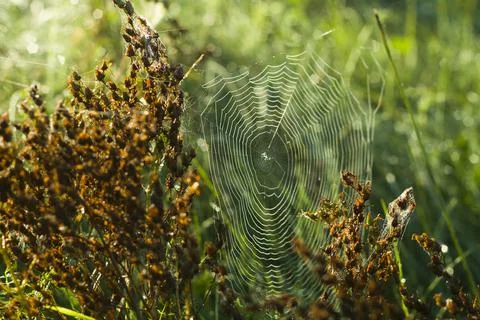 Beginning of the day catch into a great spider web Stock Photos