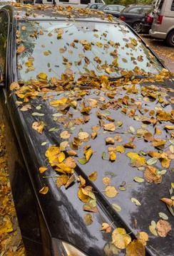 Beginning of fall, falling leaves and foliage on a car windshield Stock Photos