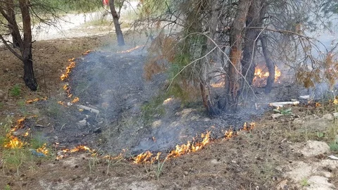 The beginning of a fire in the forest Stock Footage 91864149