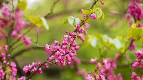 The beginning of flowering cherries on a tree in spring Stock Photos
