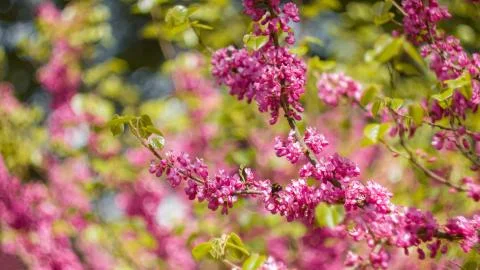 The beginning of flowering cherries on a tree in spring Stock Photos