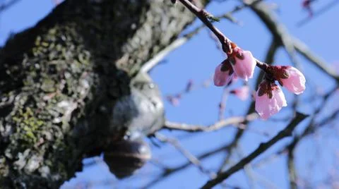 The beginning of flowering of a peach tree macro view Stock Photos