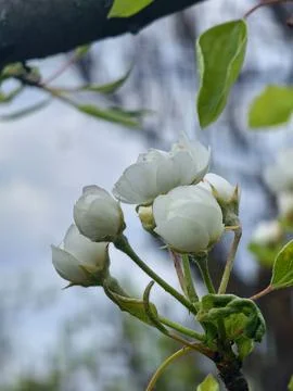 The beginning of the flowering of the pear tree Pyrus communis in April again 스톡 사진