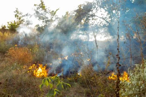 The beginning of a forest fire. The dry grass is burning. Stock Photos