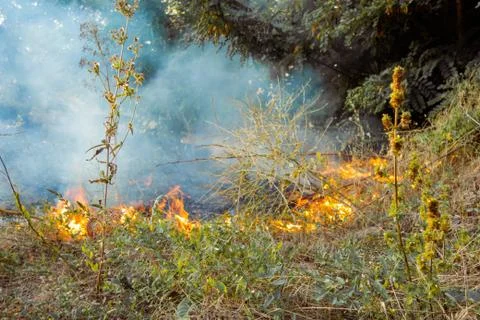 The beginning of a forest fire. The dry grass is burning. Stock Photos