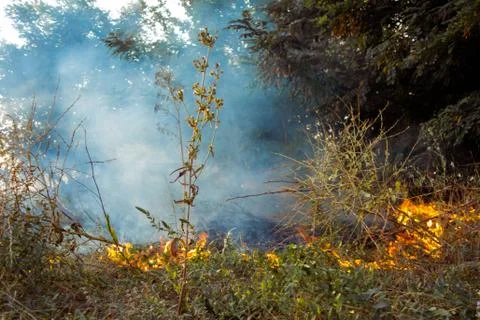 The beginning of a forest fire. The dry grass is burning. Stock Photos