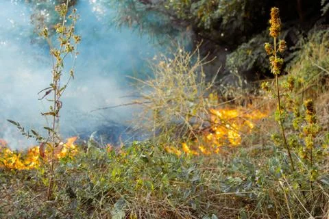 The beginning of a forest fire. The dry grass is burning. Foto stock