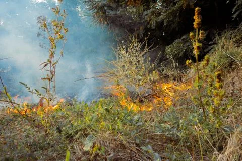 The beginning of a forest fire. The dry grass is burning. Foto stock
