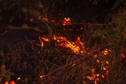 The beginning of a forest fire. The dry grass is burning. Stock Photos