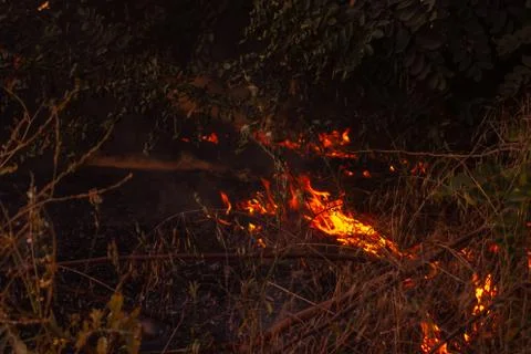 The beginning of a forest fire. The dry grass is burning. Stock Photos