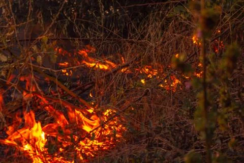 The beginning of a forest fire. The dry grass is burning. Stock Photos