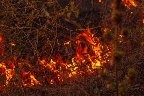 The beginning of a forest fire. The dry grass is burning. Stock Photos