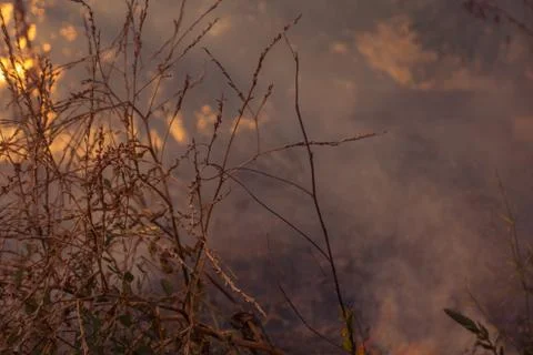 The beginning of a forest fire. The dry grass is burning. Stock-Fotos
