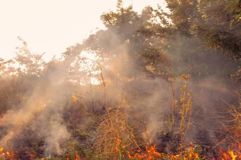 The beginning of a forest fire. The dry grass is burning. Stock Photos