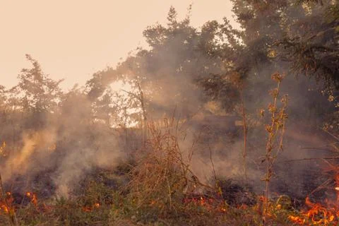 The beginning of a forest fire. The dry grass is burning. Stock Photos