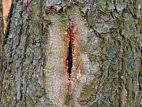 The beginning of the formation of the hollow in the tree Stock Photos