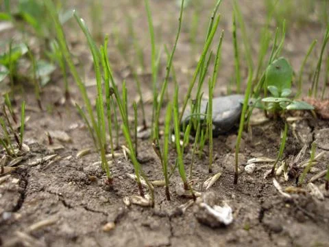 Beginning of grass growth Stock Photos