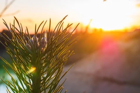 The beginning of the growth of cones at the pine. Stock Photos