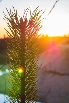 The beginning of the growth of cones at the pine. Foto stock