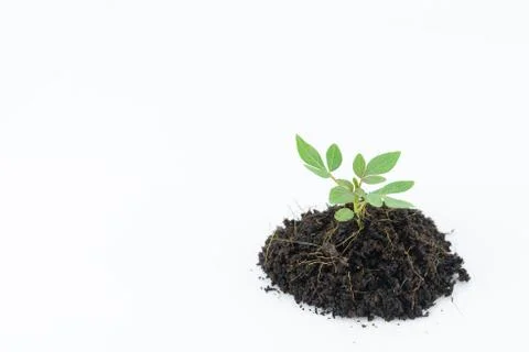 The beginning of the growth of the tree Stock Photos