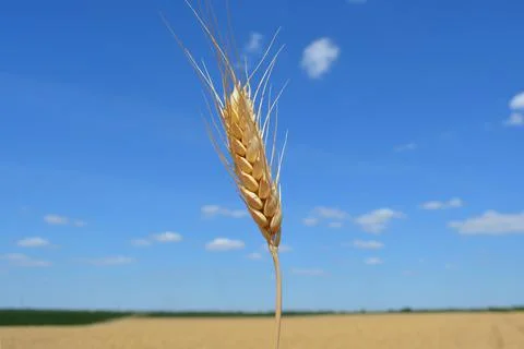 Beginning of harvest. Closeup of single ear of wheat Stock Photos