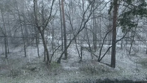 The beginning of heavy snowfall. A blizzard in the forest. Video stock 262045929