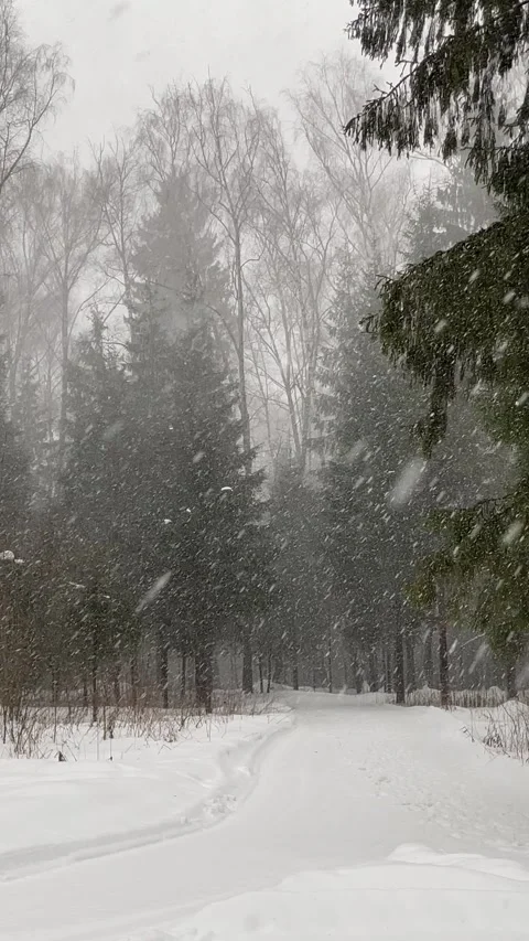 The beginning of heavy snowfall in the forest Stock Footage 265700547