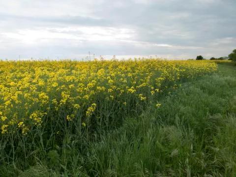 The beginning of a huge yellow fields of blooming Stock Photos