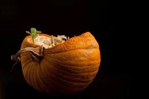 The beginning of life through death Stock Photos