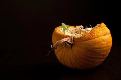 The beginning of life through death Stock Photos