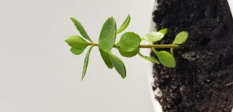 Beginning 写真素材