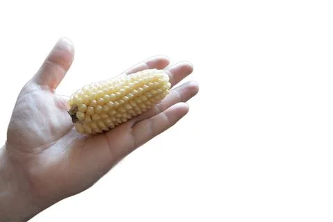 The beginning of popcorn corn is held by a hand on a clipping path on a white Stock Photos