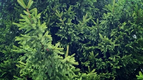 The beginning of rain in the forest Stock Footage 315511261