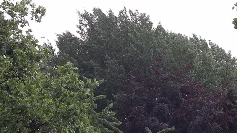 Beginning from the rainfall which is getting stronger Stock Footage 77601306