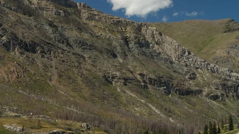 Beginning of regrowth after wildfire Stock Footage 116113923