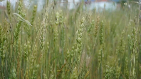 Beginning of ripening ears of wheat, field of wheat Stock Footage 109966236