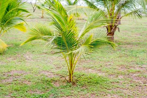 The beginning of a small coconut. Stock Photos