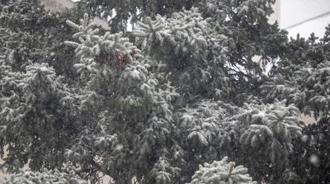 Beginning of snowfall. Stock Photos