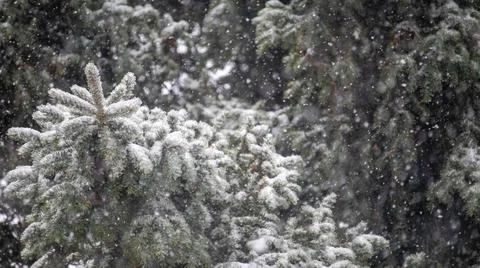 Beginning of snowfall. Stock Photos