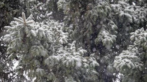 Beginning of snowfall. Stock Photos