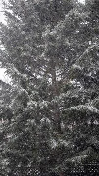 Beginning of snowfall. Stock Photos