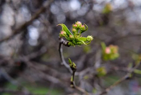 The beginning of spring the apple blossoms. Stock Photos