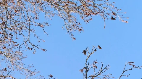 The beginning of spring. bare branches of trees against a blue sky. Stock Footage 103956624