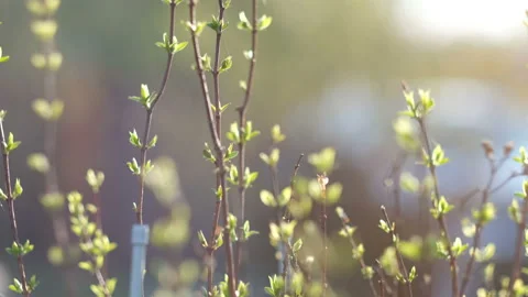 Beginning of spring concept: beautiful shot of young leaves at sunset light Stock Footage 107828164