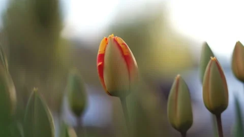 Beginning of spring concept: beautiful sunset shot of tulips, close up Stock Footage 107827272