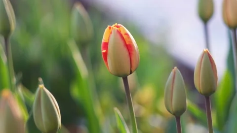 Beginning of spring concept: beautiful sunset shot of tulips, close up Vídeo Stock 107828092