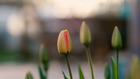 Beginning of spring concept: beautiful sunset shot of tulips, close up Vídeo Stock 107828489