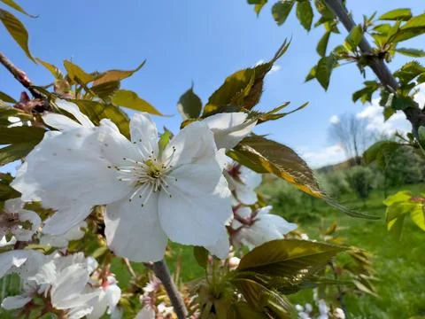 The beginning of spring flowering of trees Stock Photos
