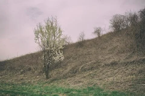 Beginning of spring - nature cycle. Stock Photos